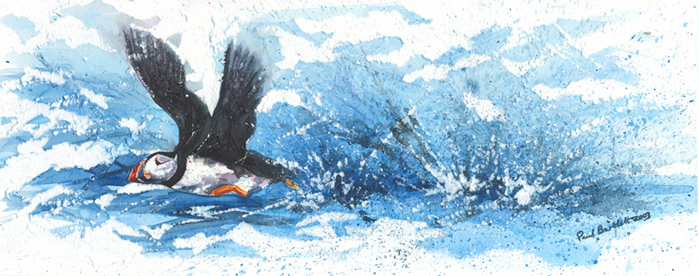 Puffin splash